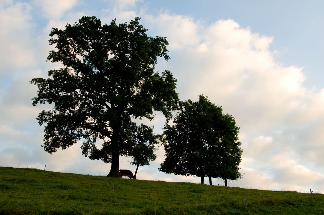 Bergener Moos