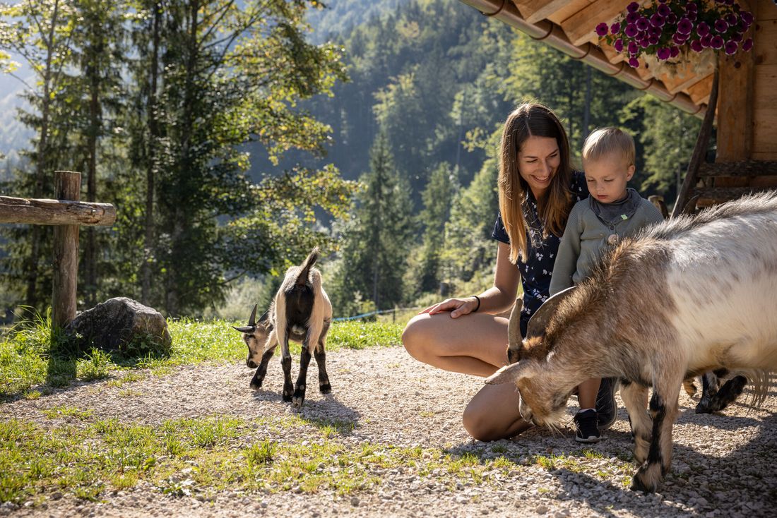 Tiere auf der Inzeller Moaralm