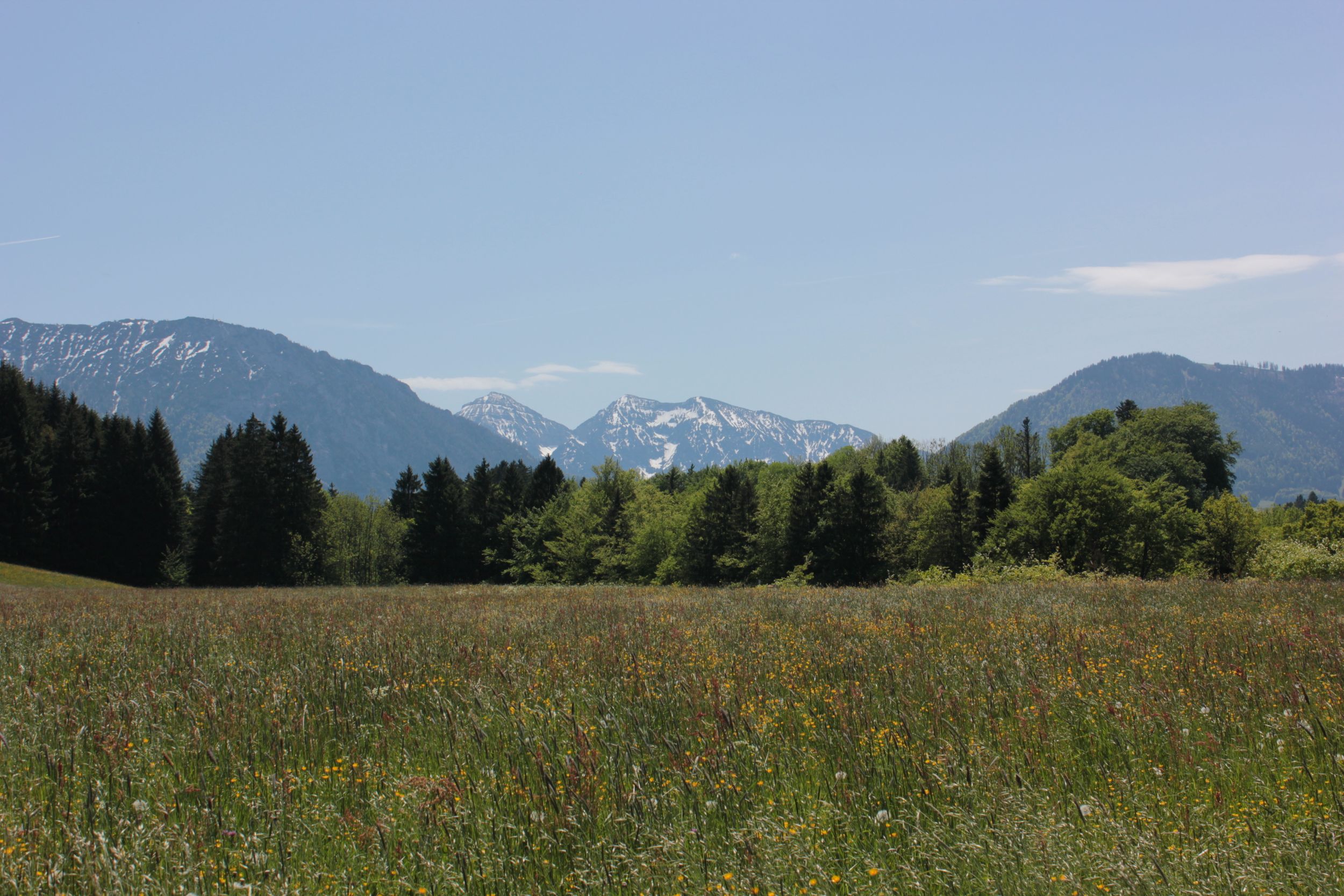 Sommerlandschaft in Siegsdorf