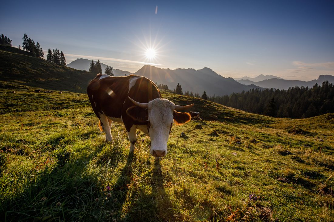 Kuh auf den Bischofsfelln Almen