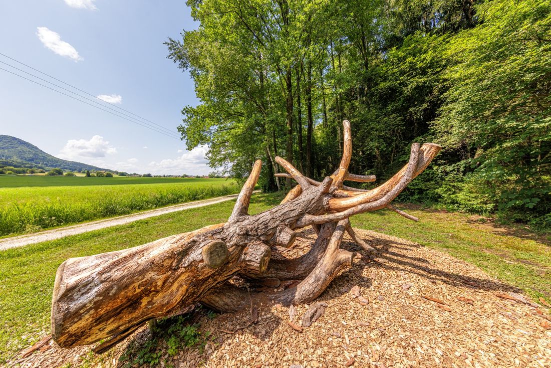 Baumstamm am Moorerlebnisweg