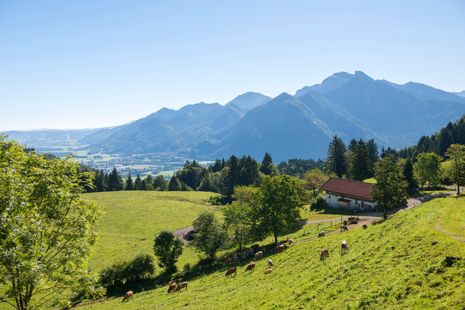 Rachlalm im Grassauer Almgebiet