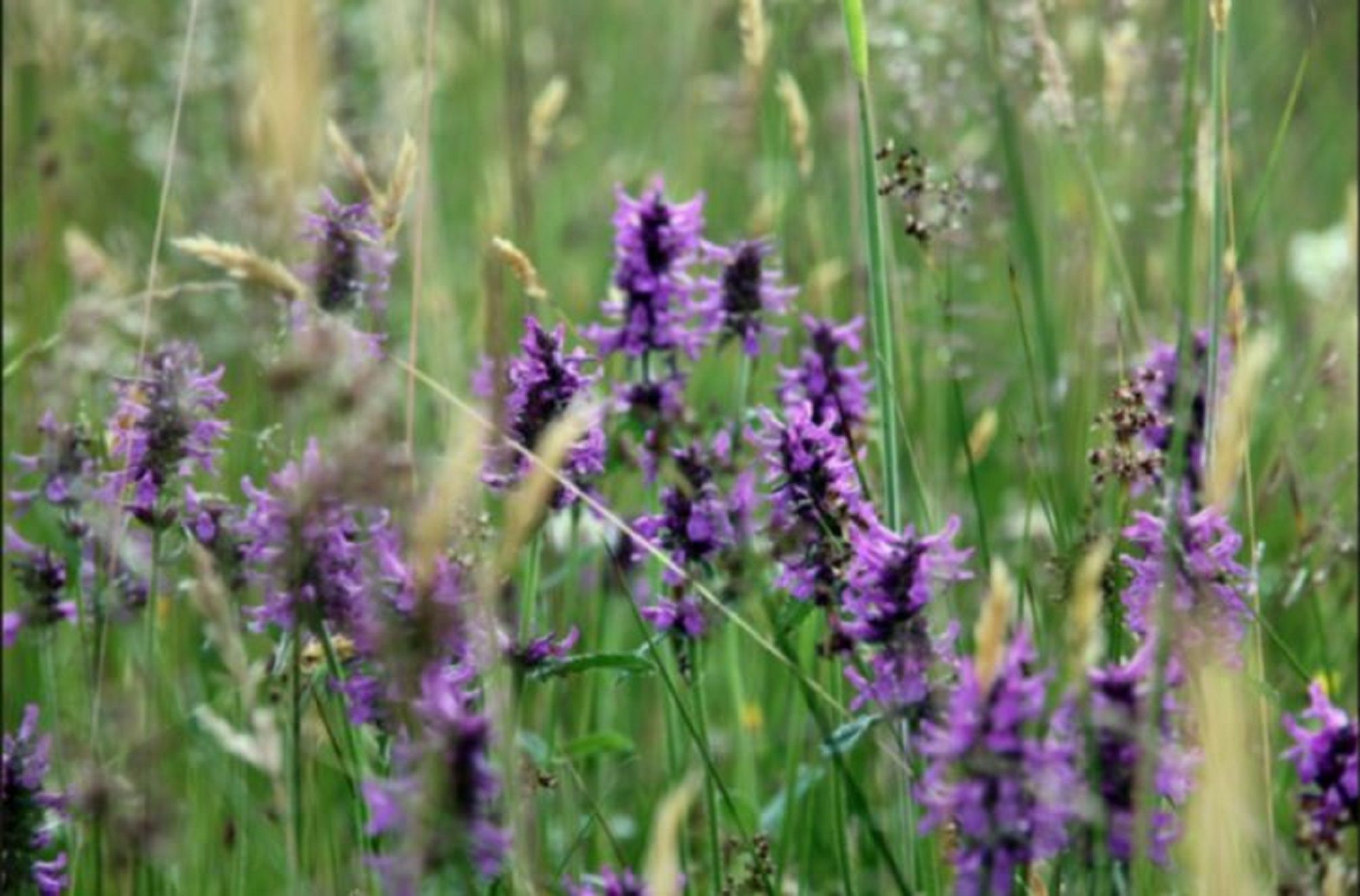 blumen_12