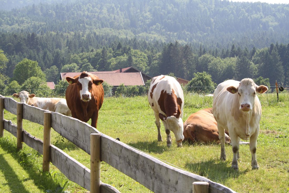 Kuhweide