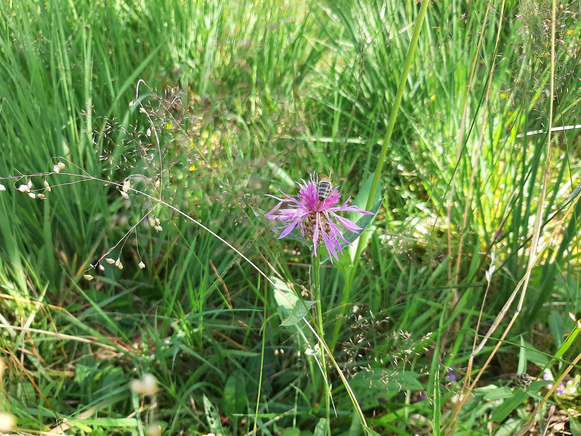 Blumen im Moor